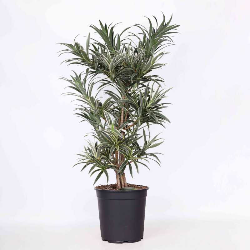 Dracena odwrócona (Song of India) Dracena odwrócona (Song of India)