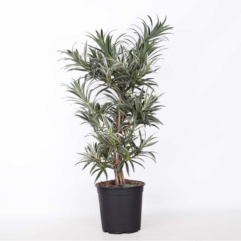 Dracena odwrócona (Song of India) Dracena odwrócona (Song of India)