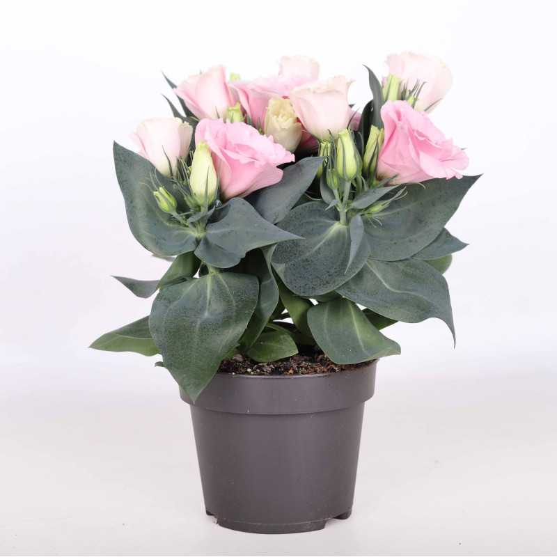 Eustoma różowa - śr.donicy: 10 cm