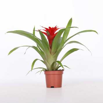 Guzmania mała (Bromelia)