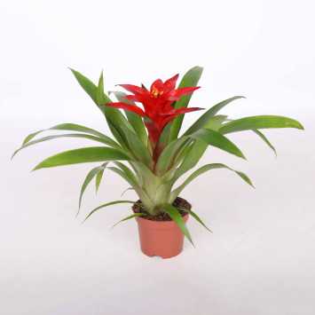 Guzmania mała (Bromelia)