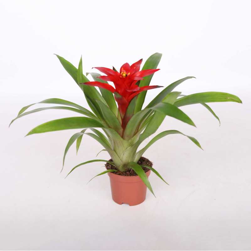 Guzmania mała (Bromelia)