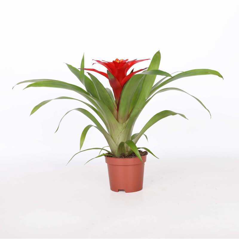 Guzmania mała (Bromelia)