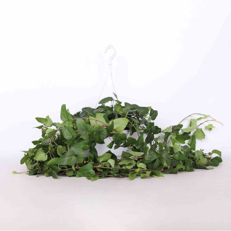 Bluszcz pospolity (hedera) 