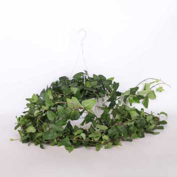 Bluszcz pospolity (hedera) 