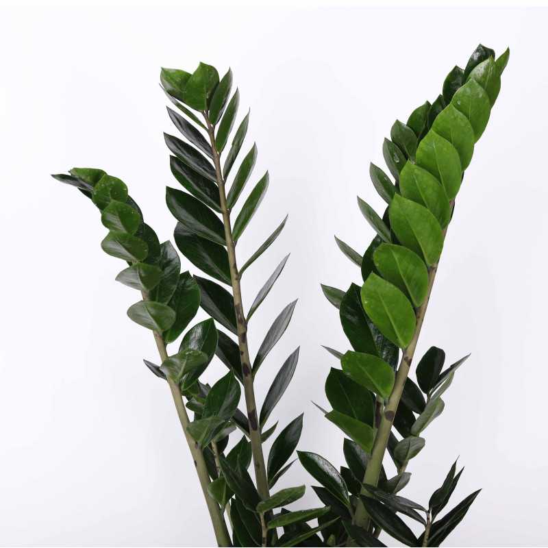 Zamioculcas Zamiifolia (zamiokulkas zamiolistny) 90 cm
