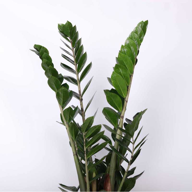 Zamioculcas Zamiifolia (zamiokulkas zamiolistny) 90 cm