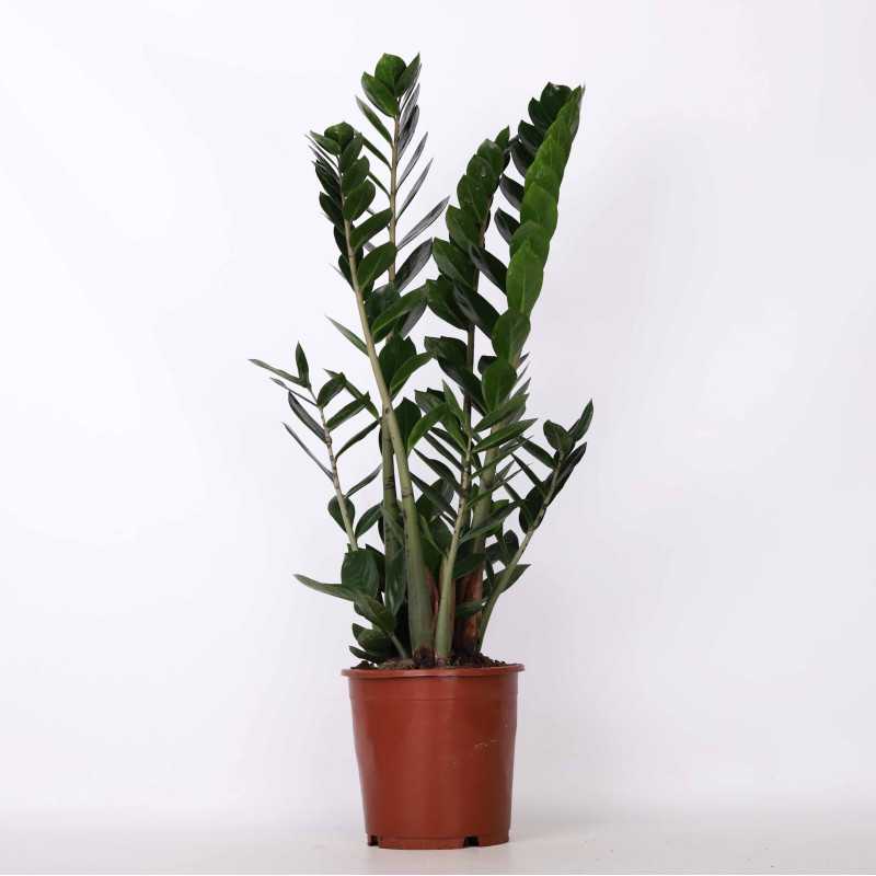 Zamioculcas Zamiifolia (zamiokulkas zamiolistny) 90 cm