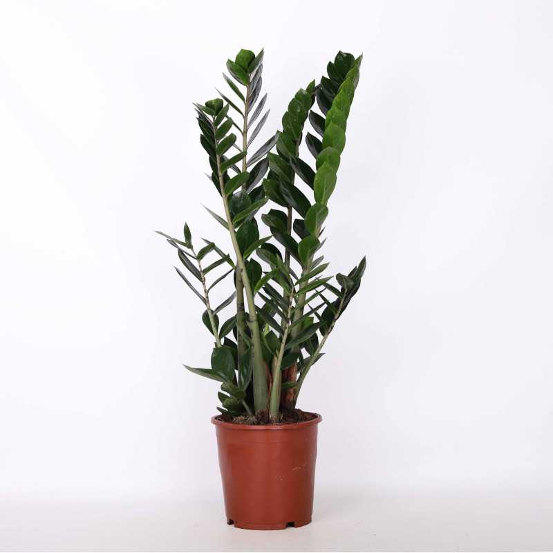 Zamioculcas Zamiifolia (zamiokulkas zamiolistny) 90 cm