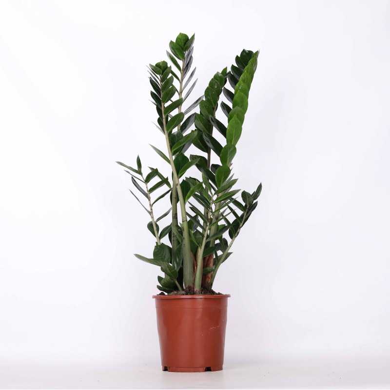 Zamioculcas Zamiifolia (zamiokulkas zamiolistny) 90 cm