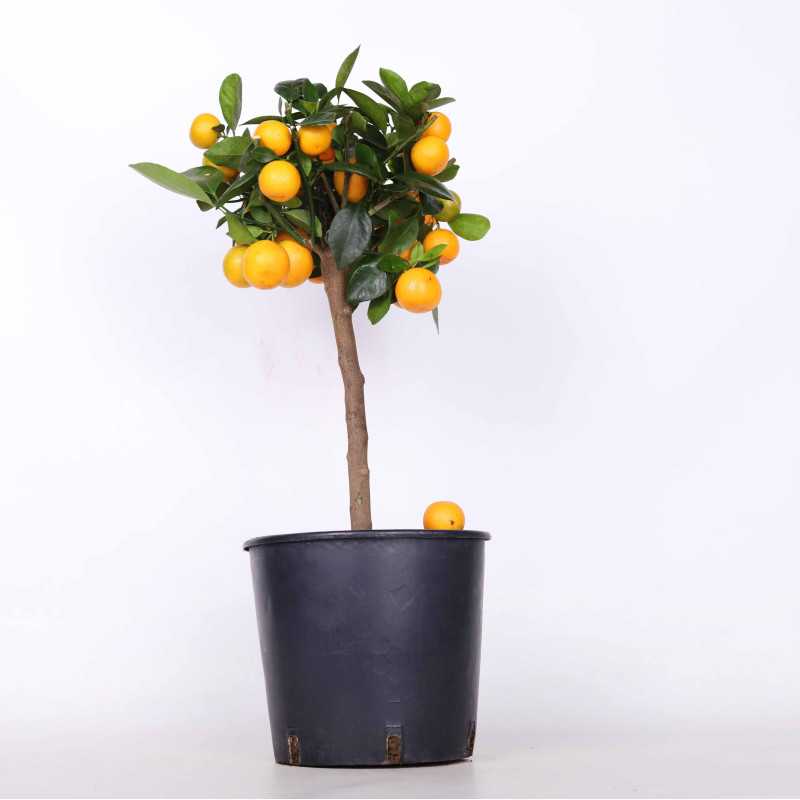 Kumkfat - śr. donicy 22 cm