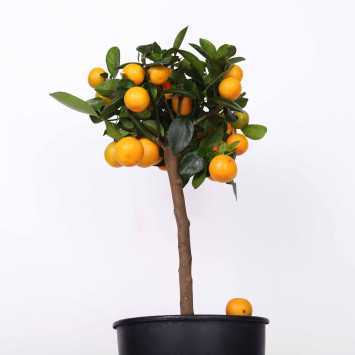 Kumkfat - śr. donicy 22 cm