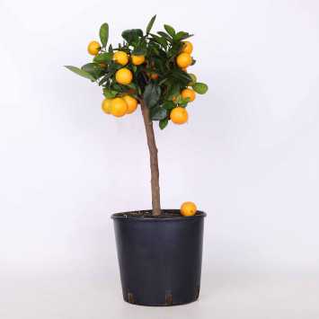 Kumkfat - śr. donicy 22 cm