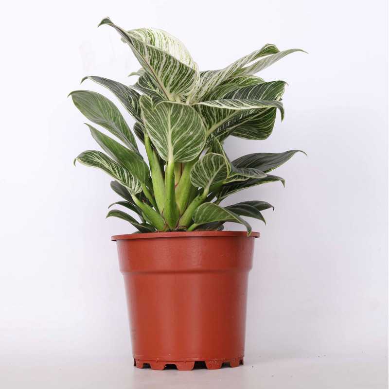 Philodendron birkin