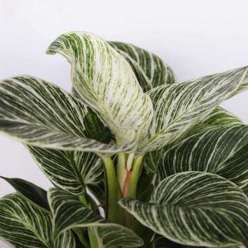 Philodendron birkin