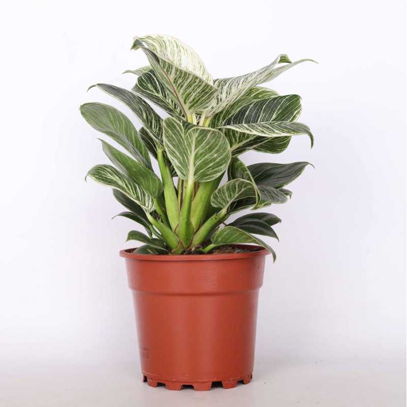 Philodendron birkin