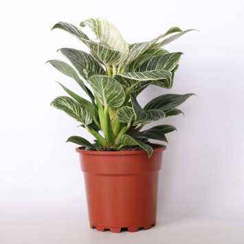 Philodendron birkin