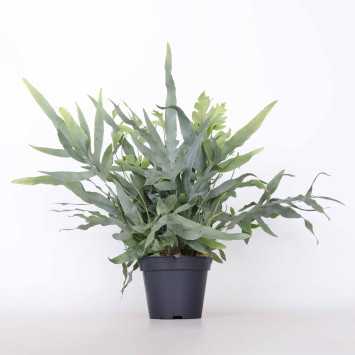 Flebodium aureum 'Blue Star' (Phlebodium aureum Blue Star) 