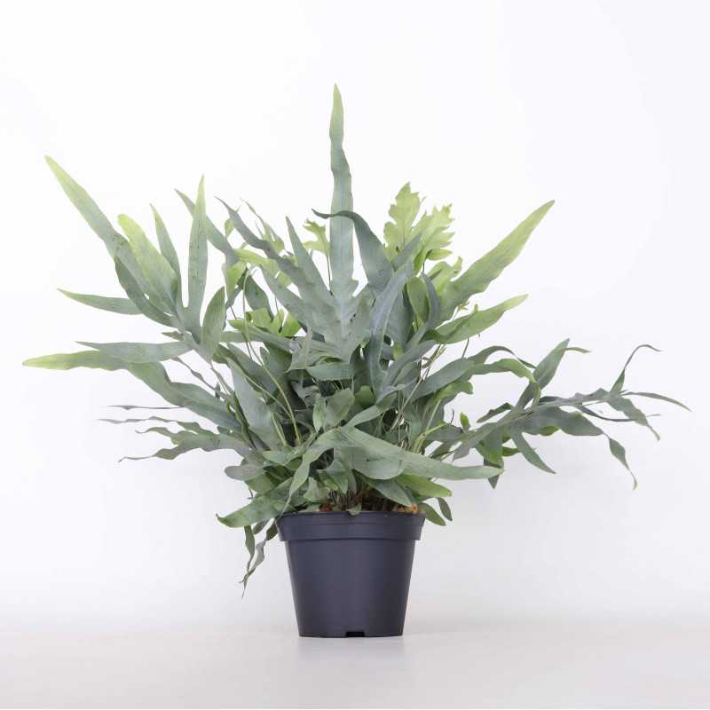 Flebodium aureum 'Blue Star' (Phlebodium aureum Blue Star) 