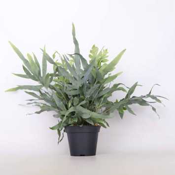 Flebodium aureum 'Blue Star' (Phlebodium aureum Blue Star) 