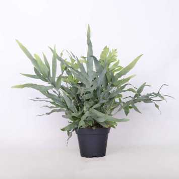 Flebodium aureum 'Blue Star' (Phlebodium aureum Blue Star) 