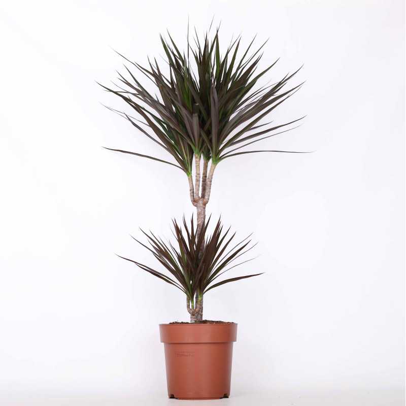 Dracena obrzeżona (Dracaena marginata) - 21 cm