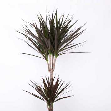 Dracena obrzeżona (Dracaena marginata) - 21 cm