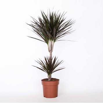 Dracena obrzeżona (Dracaena marginata) - 21 cm