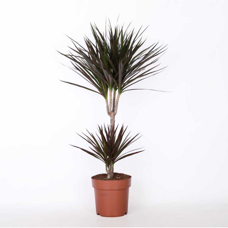 Dracena obrzeżona (Dracaena marginata) - 21 cm