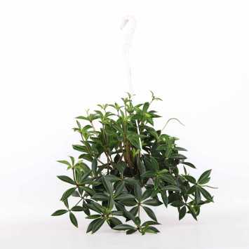 Peperomia wisząca