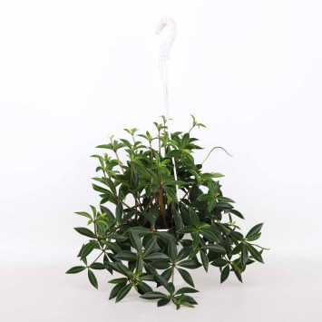 Peperomia wisząca