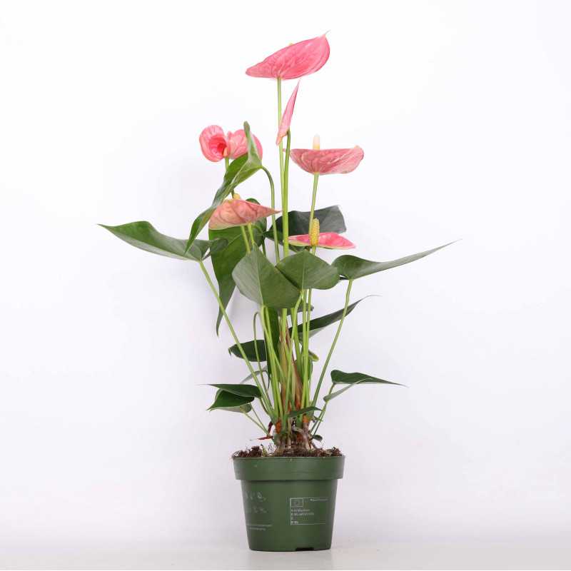 Anthurium (Anturium) - różowe - 12 cm