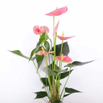 Anthurium (Anturium) - różowe - 12 cm