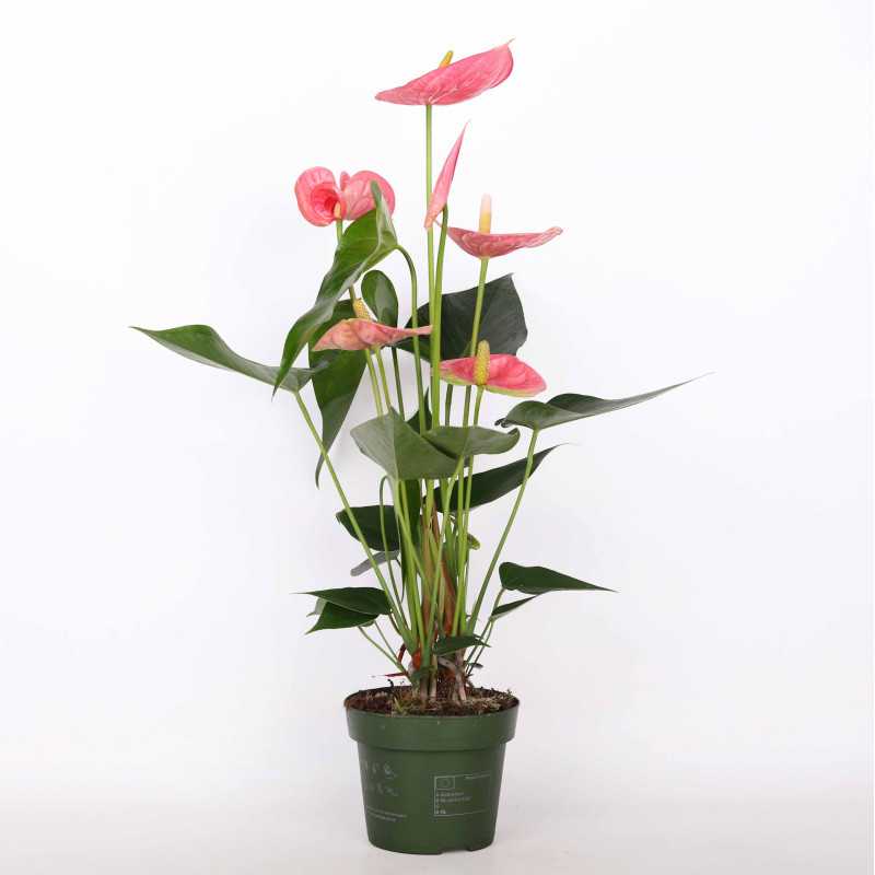 Anthurium (Anturium) - różowe - 12 cm Anthurium (Anturium) - różowe - 12 cm