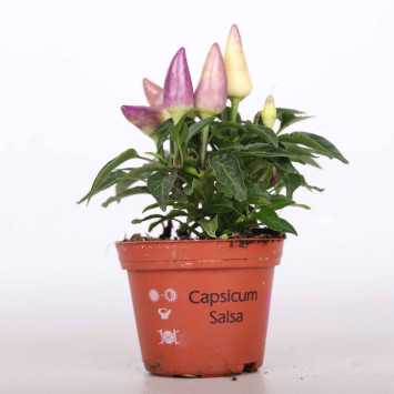 Papryczki (Capsicum) MIX - 07 cm