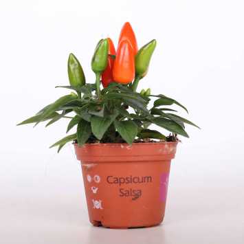 Papryczki (Capsicum) MIX - 07 cm