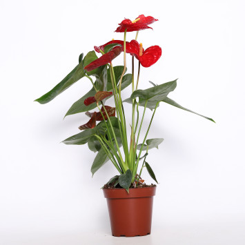 Anturium (Anthurium)