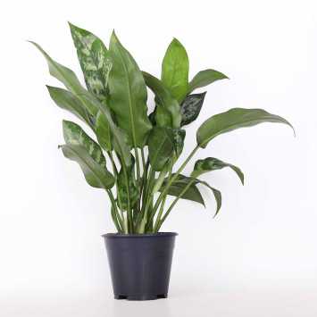 Aglaonema - śr.donicy.: 14 [cm]