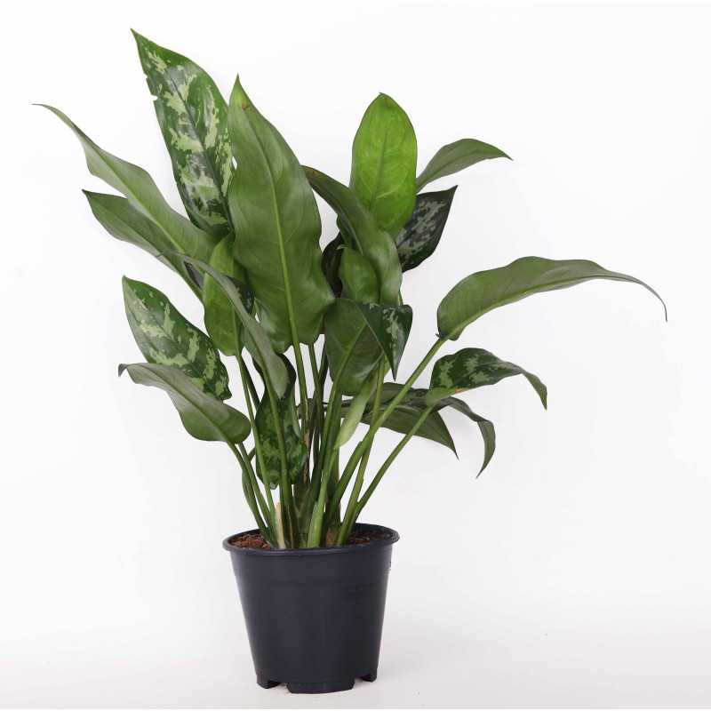 Aglaonema Maria Christina - śr.donicy.: 14 [cm]