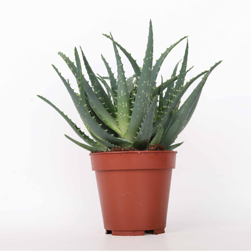 Aloe arborescens (Aloes drzewiasty) 12 cm