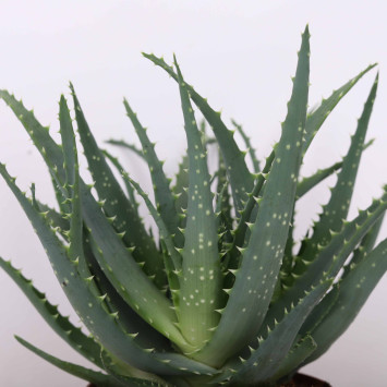 Aloe arborescens (Aloes drzewiasty) 12 cm