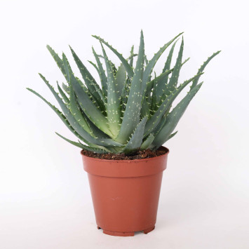 Aloe arborescens (Aloes drzewiasty) 12 cm