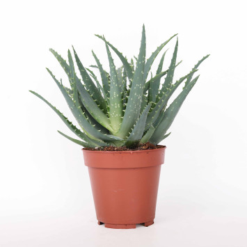 Aloe arborescens (Aloes drzewiasty) 12 cm