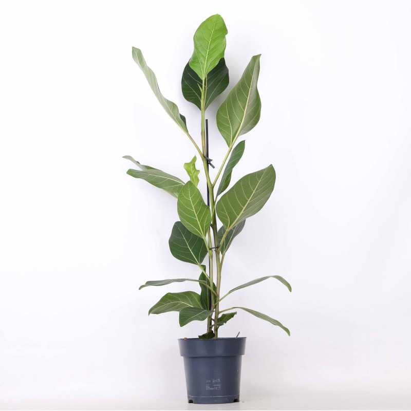 Fikus altissima (Ficus altissima)