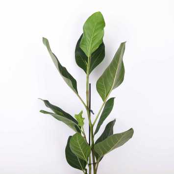 Fikus altissima (Ficus altissima)