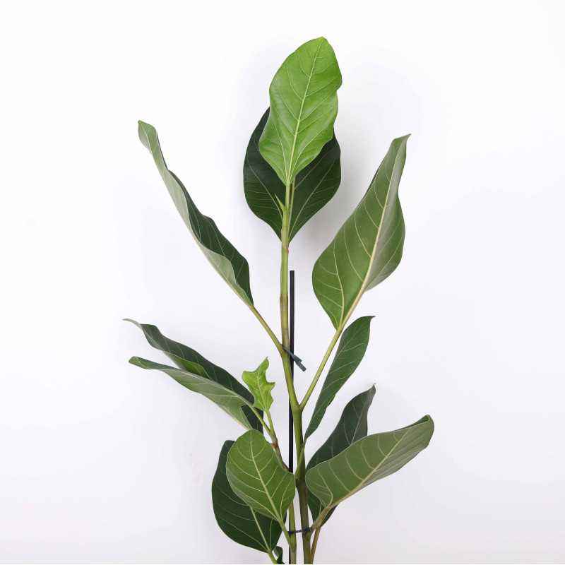 Fikus altissima (Ficus altissima) Fikus altissima (Ficus altissima)
