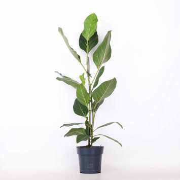 Fikus altissima (Ficus altissima)