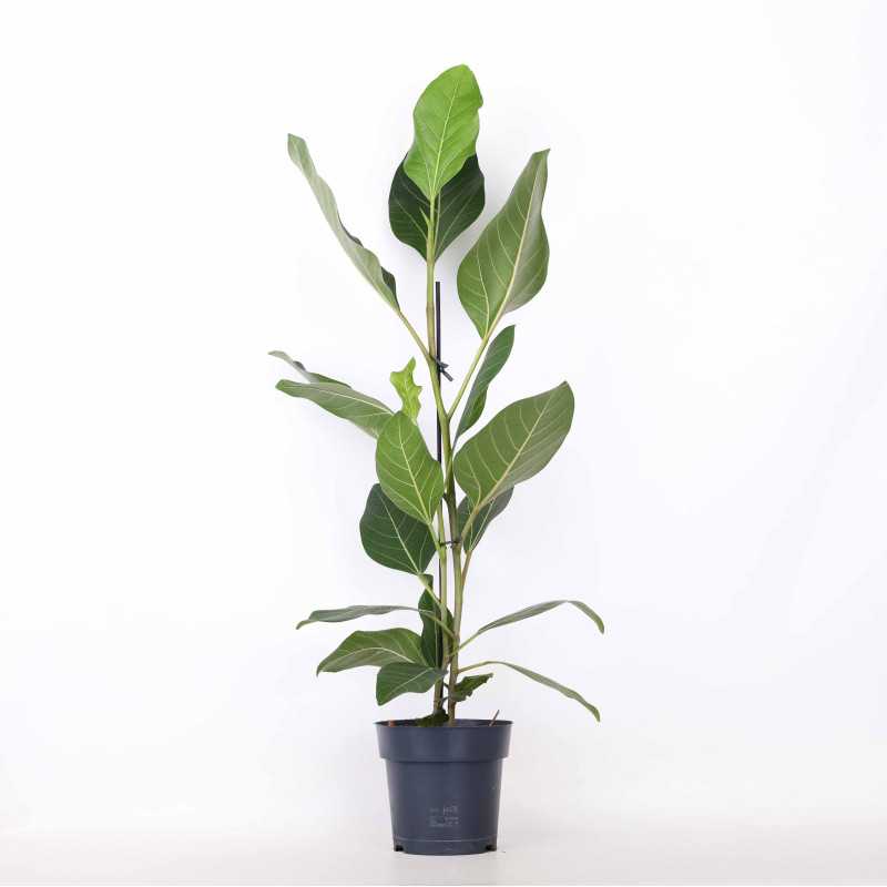 Fikus altissima (Ficus altissima) Fikus altissima (Ficus altissima)