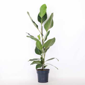 Fikus altissima (Ficus altissima)