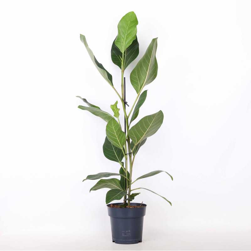 Fikus altissima (Ficus altissima) Fikus altissima (Ficus altissima)
